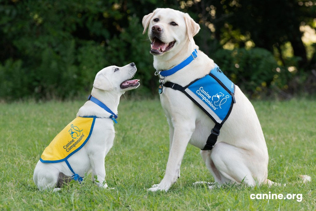 a puppy and service dog in vests
