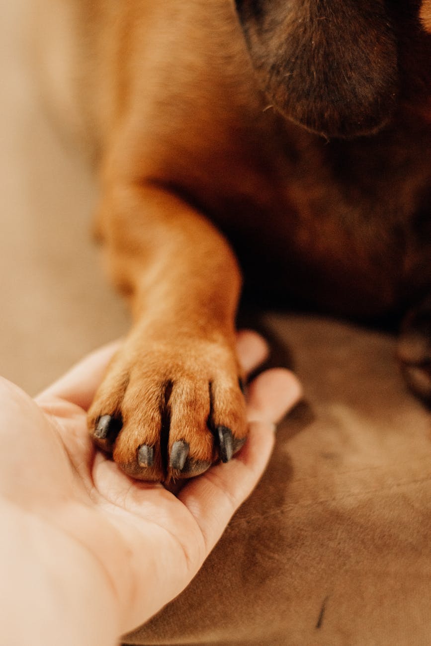 A Journey in the Making: Day 1 at Canine Companions